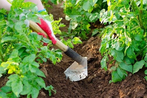 Опис сорту картоплі Казка, особливості вирощування та догляду