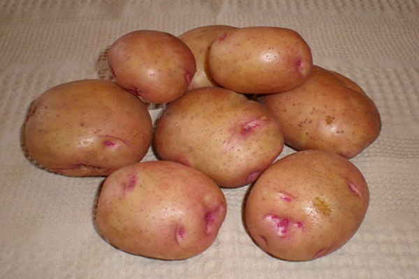 Опис сорту картоплі Снігур, особливості вирощування та догляду