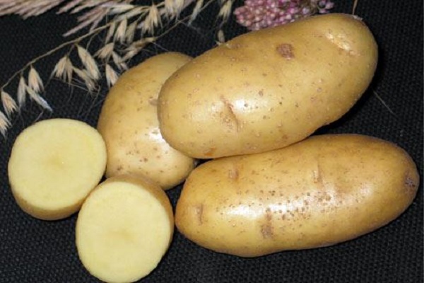 Опис сорту картоплі Тімо, його характеристика та врожайність