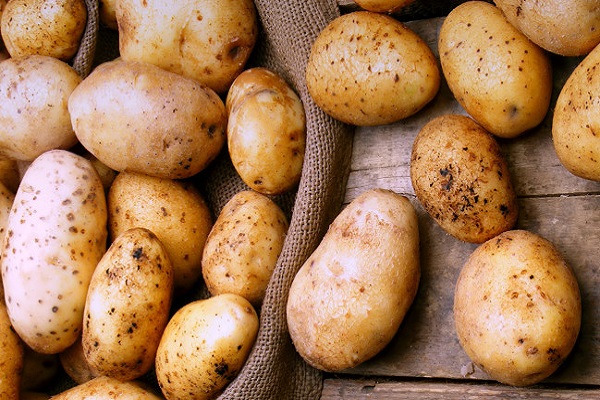 Опис сорту картоплі Тімо, його характеристика та врожайність