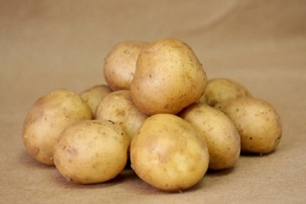 Опис сорту картоплі Удача, його характеристика і рекомендації по вирощуванню