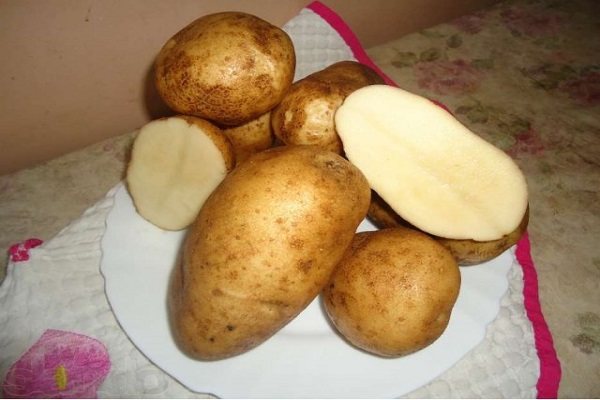 Опис сорту картоплі Удача, його характеристика і рекомендації по вирощуванню