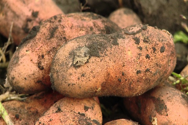 Опис сорту картоплі Ранок раннє, його характеристика та врожайність