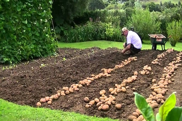 Опис сорту картоплі Ранок раннє, його характеристика та врожайність
