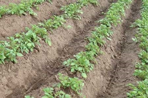 Опис сорту картоплі Вектор, особливості вирощування та врожайність