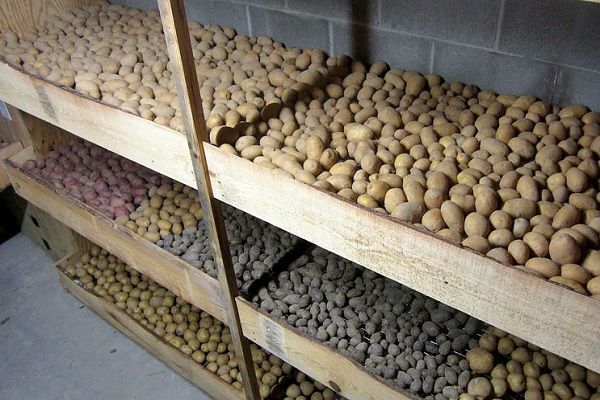 Опис сорту картоплі Вектор, особливості вирощування та врожайність