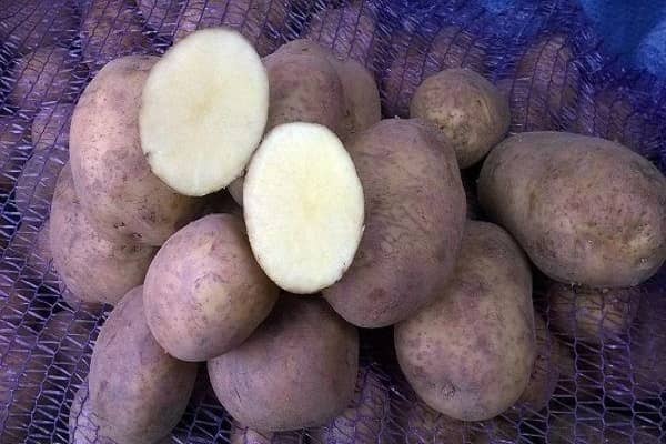 Опис сорту картоплі Вінета, садіння у відкритий грунт та догляд