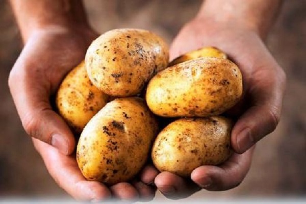 Опис сорту картоплі Вінета, садіння у відкритий грунт та догляд