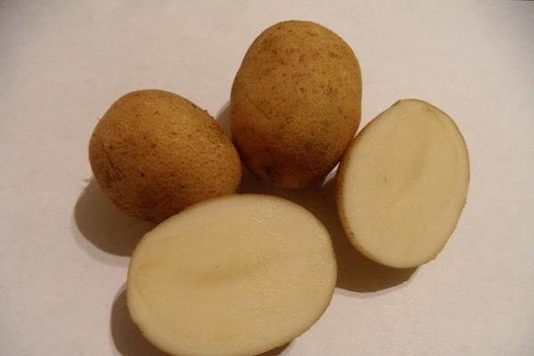 Опис сорту картоплі Янка, особливості вирощування та догляду