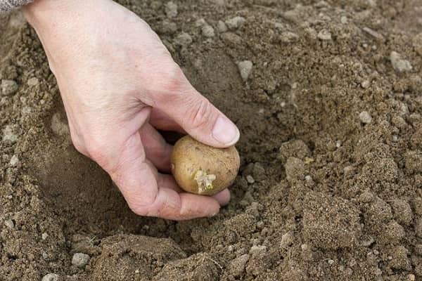Опис сорту картоплі Журавинка, вирощування та врожайність