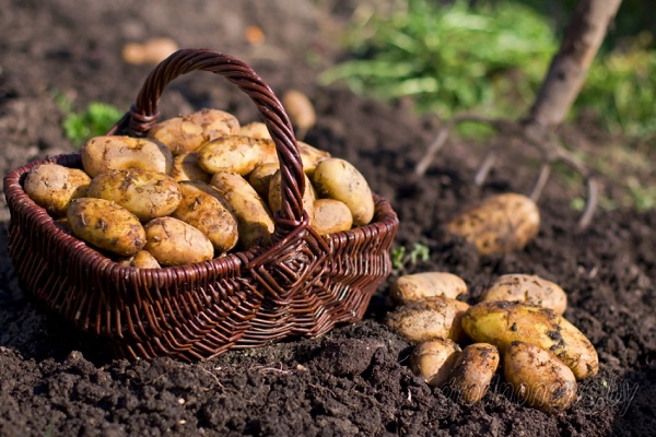 Опис сорту картоплі Зорачка, особливості вирощування та догляду