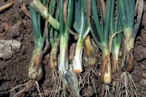 Опис сорту цибулі Эксибишен, особливості вирощування та врожайність
