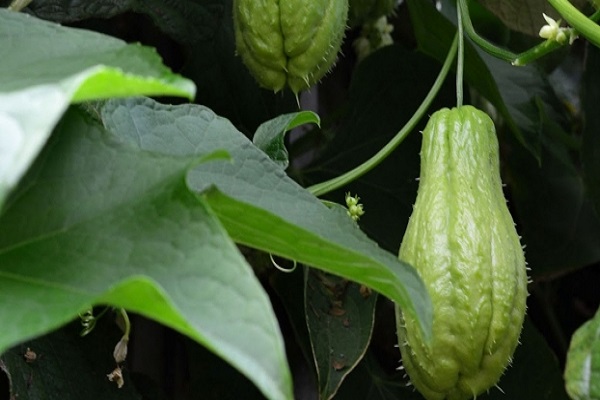 Опис сорту Мексиканського огірка, особливості вирощування та врожайність