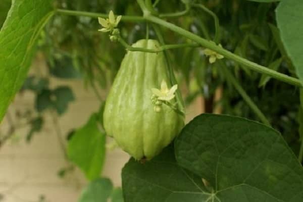 Опис сорту Мексиканського огірка, особливості вирощування та врожайність