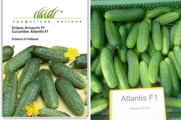 Опис сорту огірка Атлантіс f1, особливості вирощування та врожайність