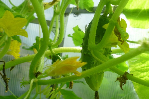 Опис сорту огірка Берендей f1, особливості вирощування та догляд