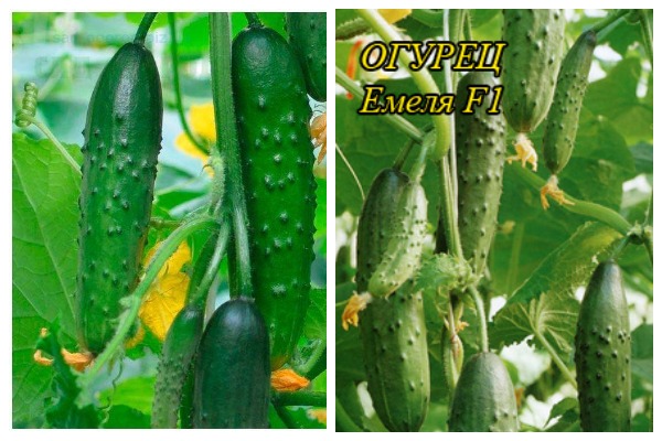 Опис сорту огірка Омелько, особливості вирощування та догляду