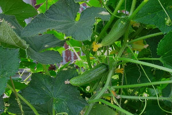 Опис сорту огірка Гинга, особливості його вирощування та догляду