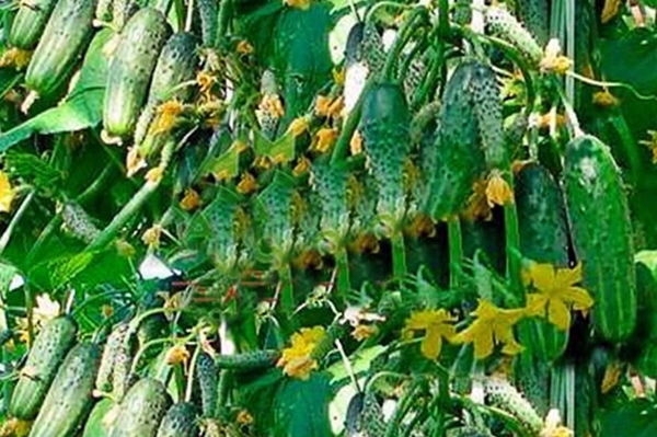 Опис сорту огірка Гірлянда f1, рекомендації по вирощуванню і догляду