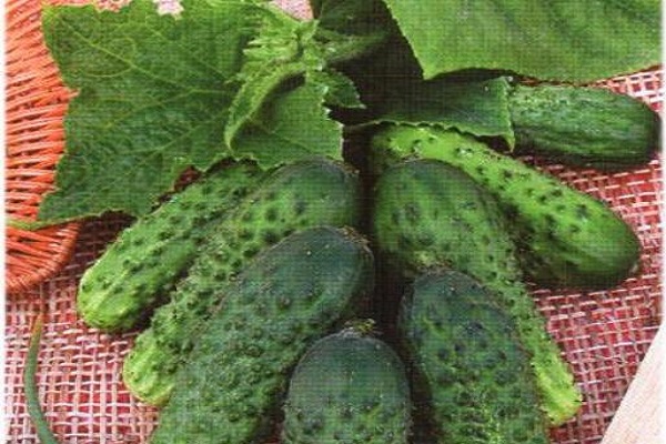 Опис сорту огірка Кадриль, особливості вирощування та догляду
