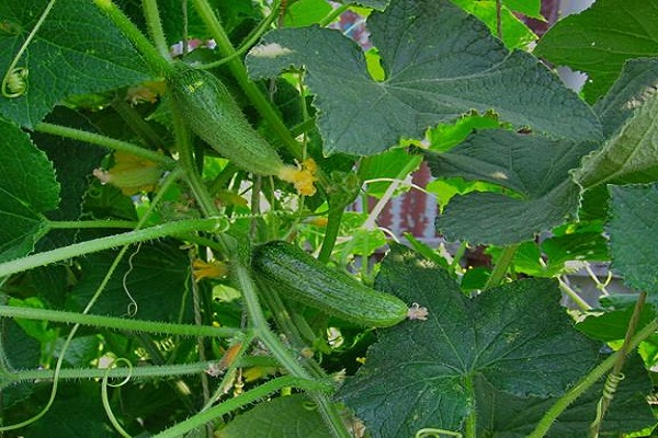Опис сорту огірка Хуторок F1, особливості вирощування та врожайність