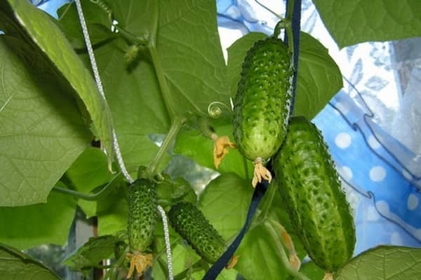 Опис сорту огірка Моравський корнішон, особливості вирощування та догляду