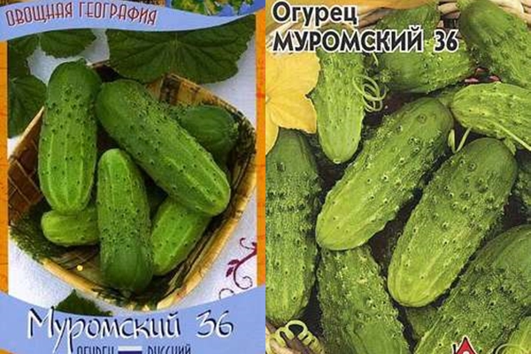 Опис сорту огірка Муромський, його характеристика та врожайність