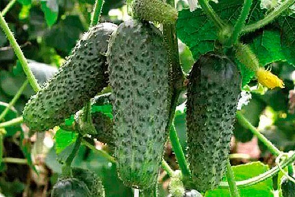 Опис сорту огірка Пасалимо, його характеристика та врожайність