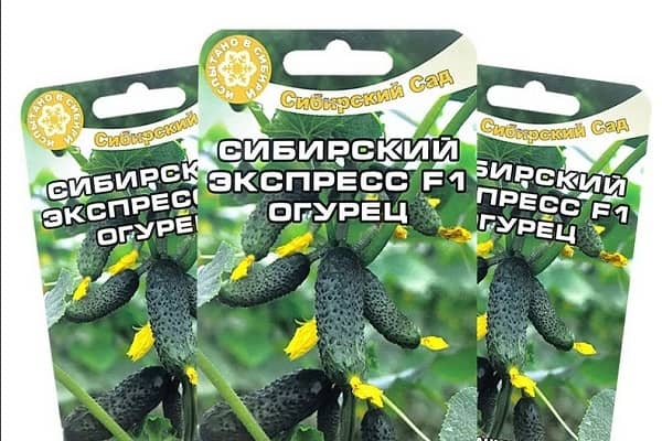 Опис сорту огірка Сибірський експрес, особливості вирощування та догляду