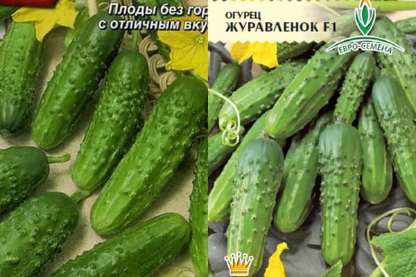 Опис сорту огірка Журавльонок f1, його характеристика та врожайність