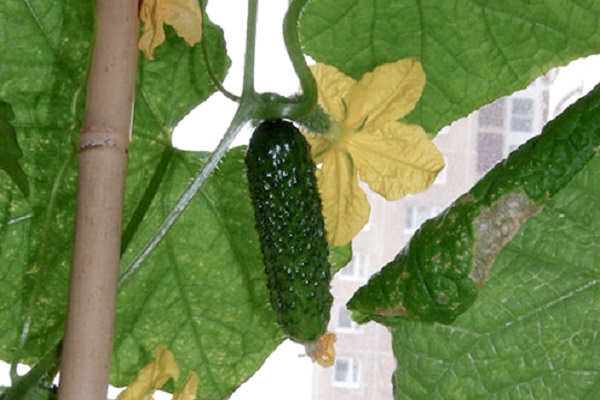 Опис сорту огірків Беттіна, особливості вирощування та врожайність
