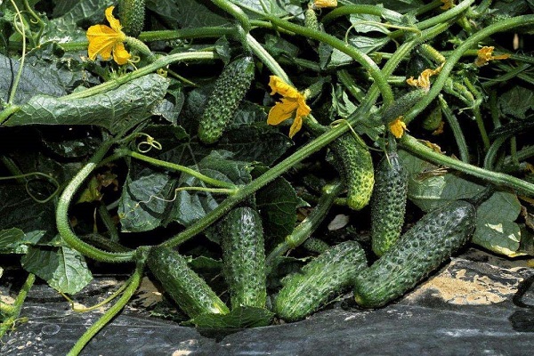 Опис сорту огірків Беттіна, особливості вирощування та врожайність