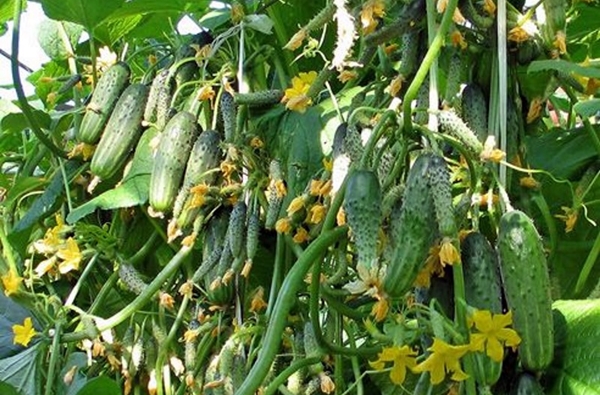 Опис сорту огірків Будь здоровий, його характеристика та вирощування
