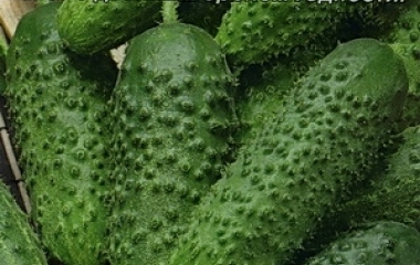 Опис сорту огірків Хабар, його характеристика та вирощування