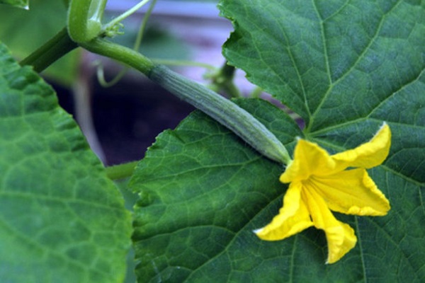 Опис сорту огірків Хіт сезону, рекомендації по вирощуванню і догляду