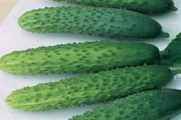 Опис сорту огірків Купецький, особливості вирощування та догляду