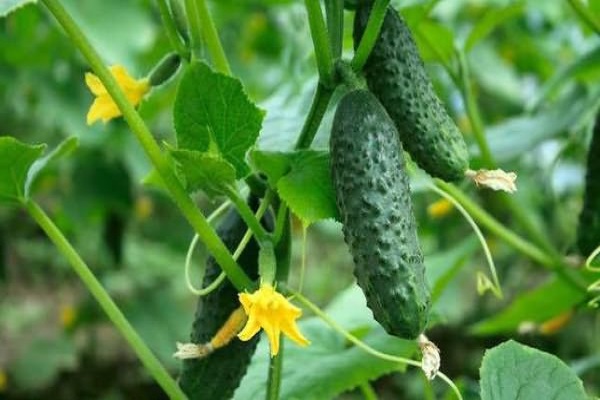 Опис сорту огірків Купецький, особливості вирощування та догляду