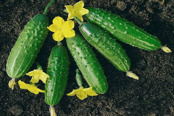 Опис сорту огірків Либелла і вирощування