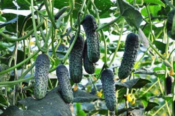 Опис сорту огірків Лютояр, особливості вирощування та догляду