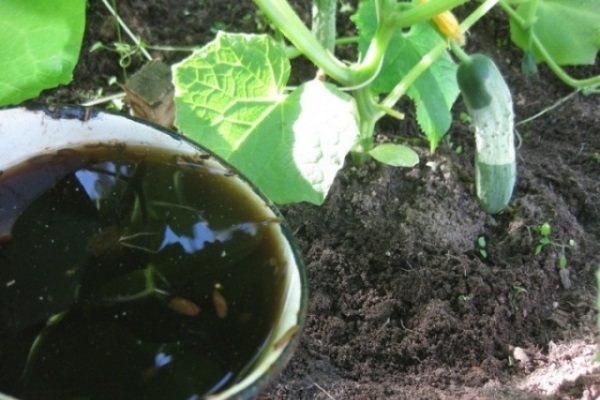 Опис сорту огірків Маринда, їх врожайність і вирощування
