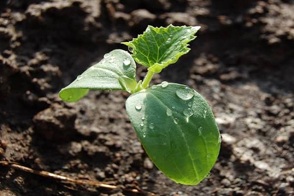 Опис сорту огірків Маринда, їх врожайність і вирощування