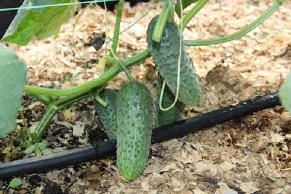 Опис сорту огірків Мірабелла, особливості вирощування та догляду
