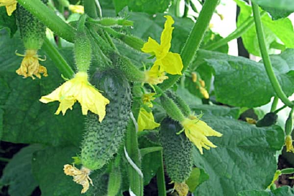 Опис сорту огірків Муму, особливості вирощування та догляду