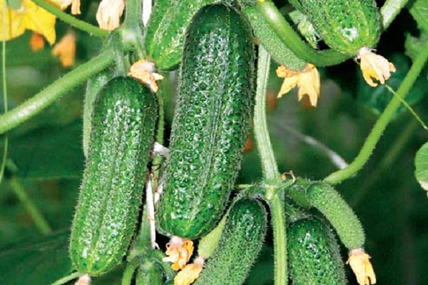 Опис сорту огірків Муму, особливості вирощування та догляду