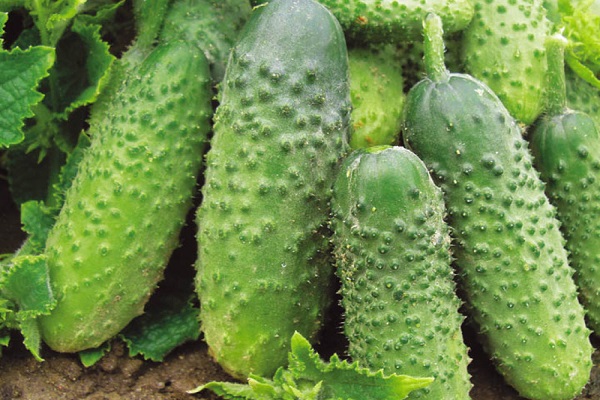 Опис сорту огірків Мурашка, їх характеристика та вирощування
