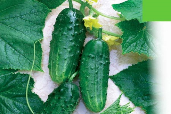 Опис сорту огірків Наташа, особливості вирощування та врожайність