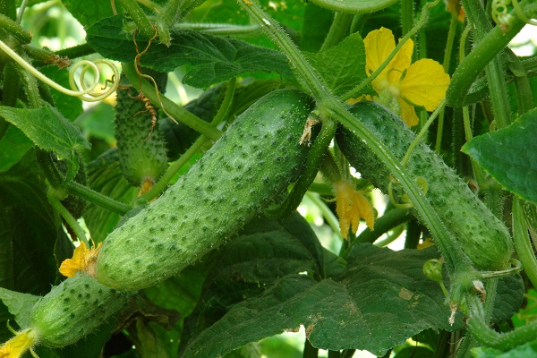 Опис сорту огірків Наташа, особливості вирощування та врожайність