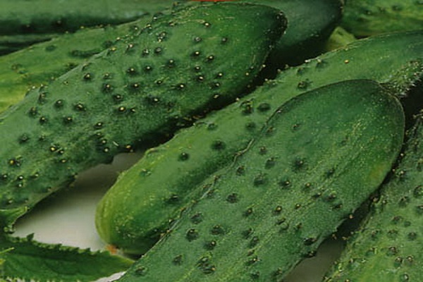 Опис сорту огірків Рясний, особливості вирощування та догляду