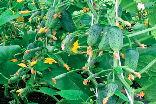Опис сорту огірків Пучкове пишність, його характеристика та врожайність