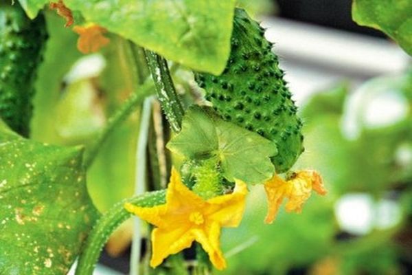 Опис сорту огірків Спино, особливості вирощування та догляду